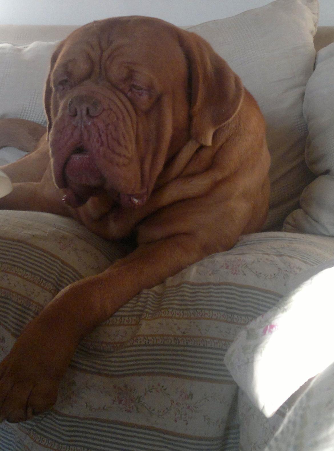 Dogue de bordeaux Meine Rottis DDB Ashley billede 3