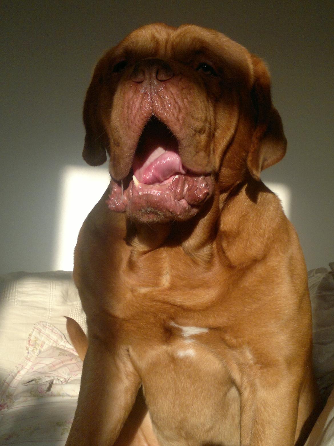 Dogue de bordeaux Meine Rottis DDB Ashley billede 4