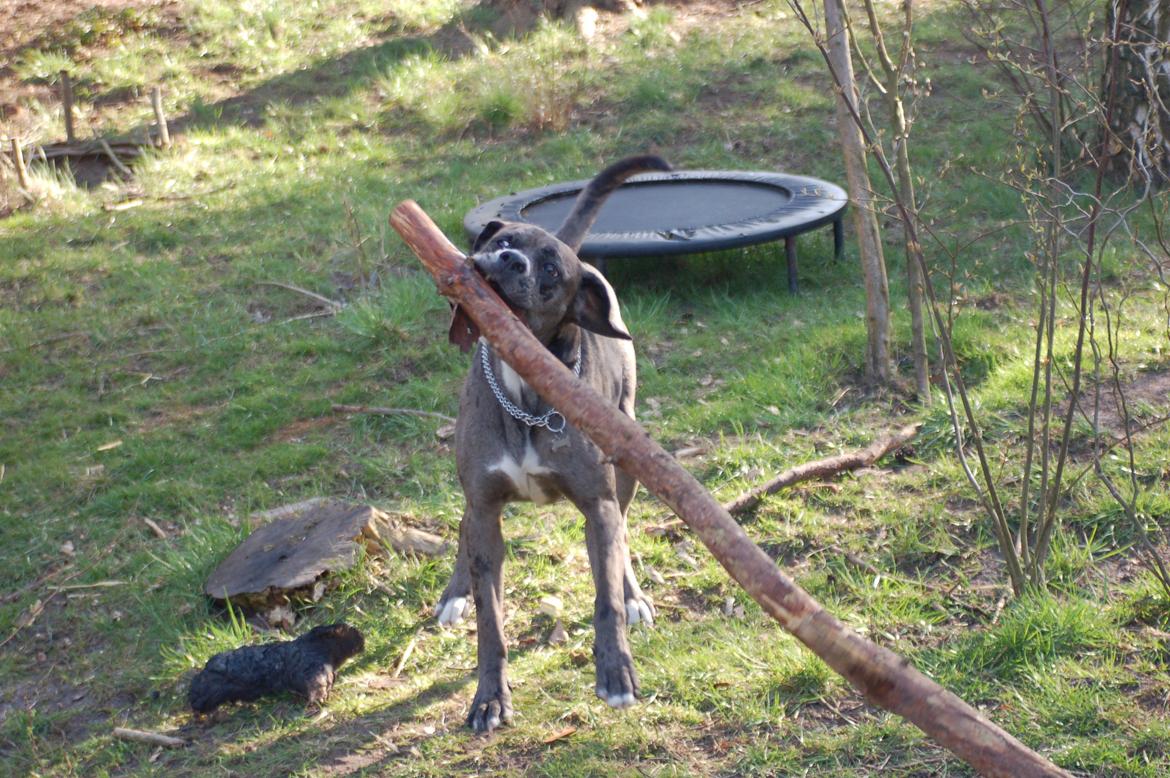 Blanding af racer  Stella - Velkommen til stellas profil <3 billede 1