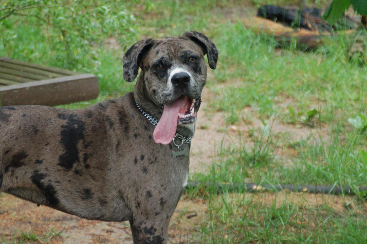 Blanding af racer  Stella billede 2