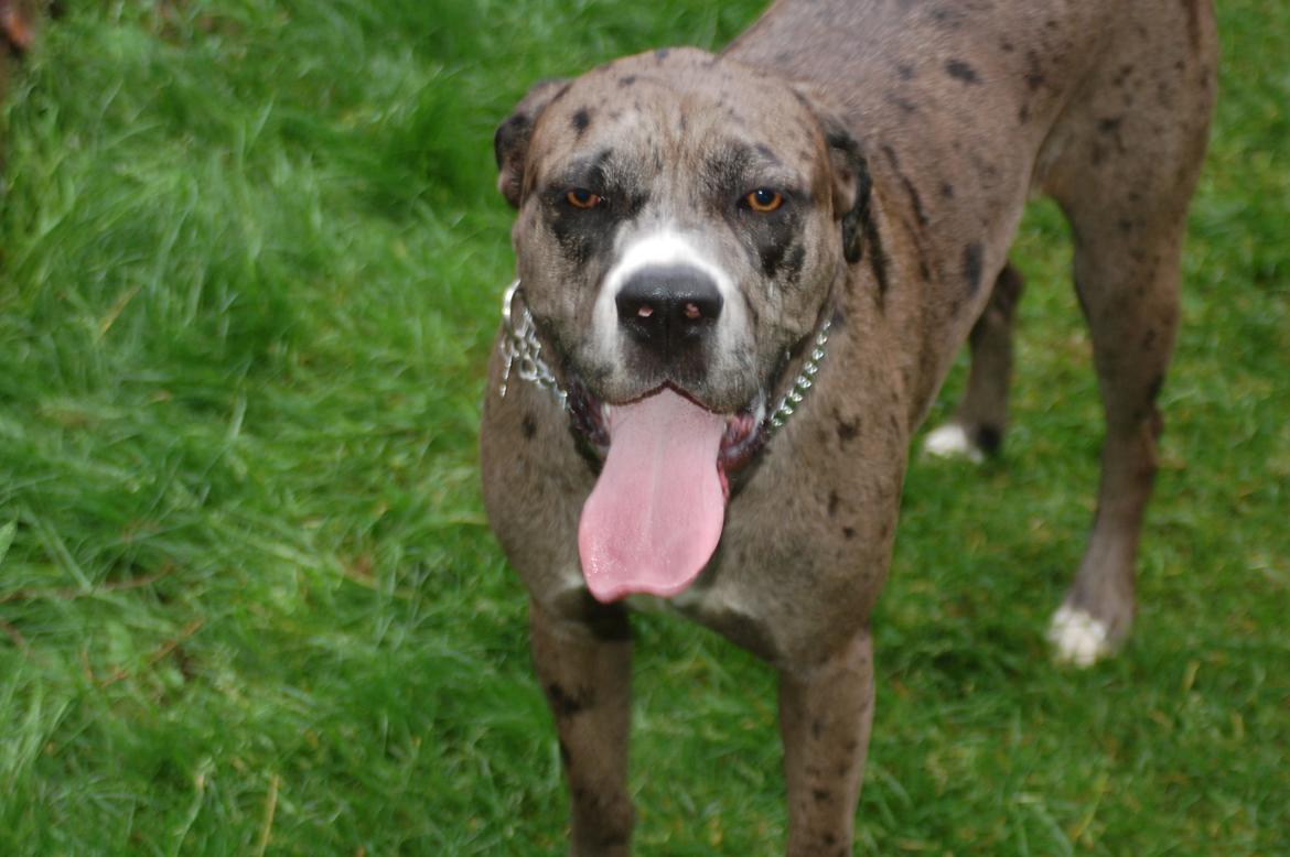 Blanding af racer  Stella billede 3