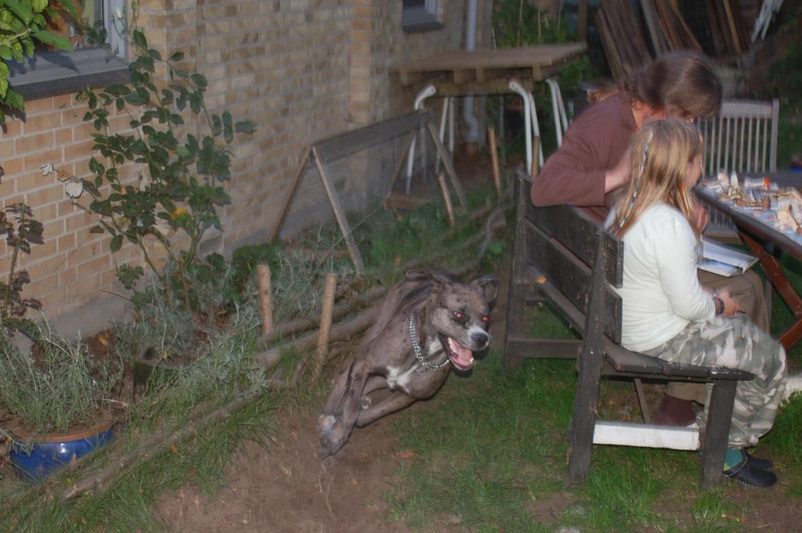 Blanding af racer  Stella billede 4