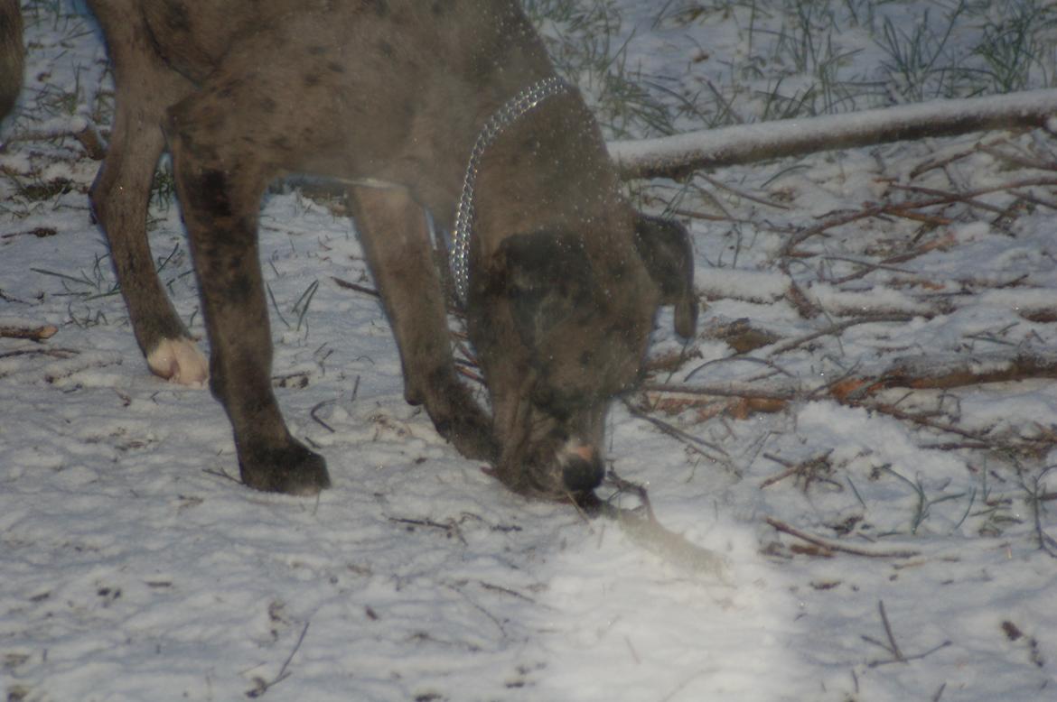 Blanding af racer  Stella billede 5