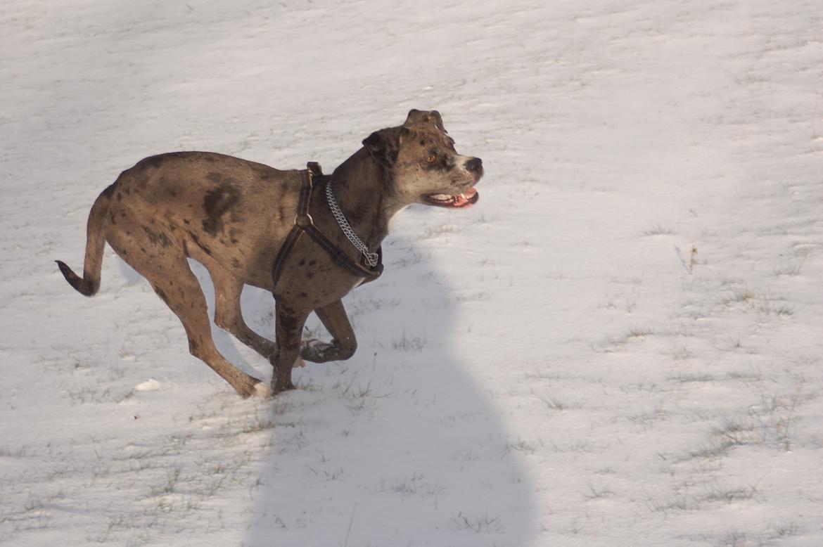 Blanding af racer  Stella billede 6