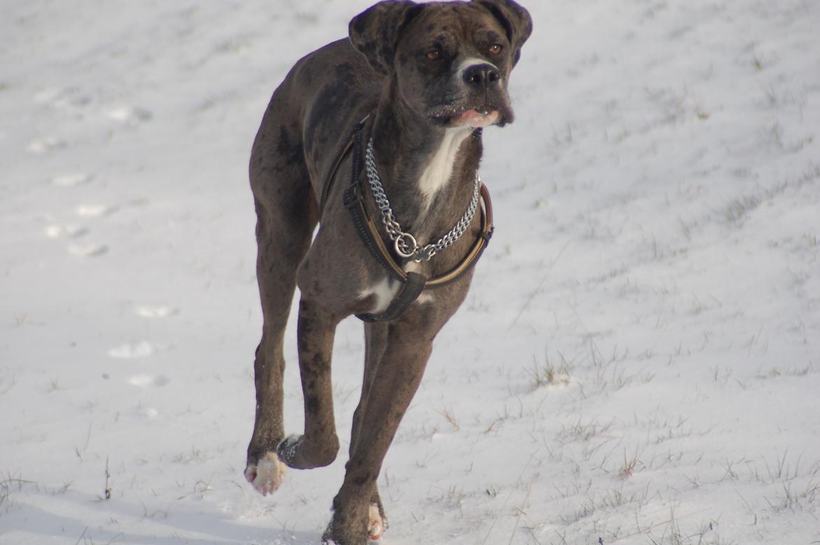 Blanding af racer  Stella billede 7