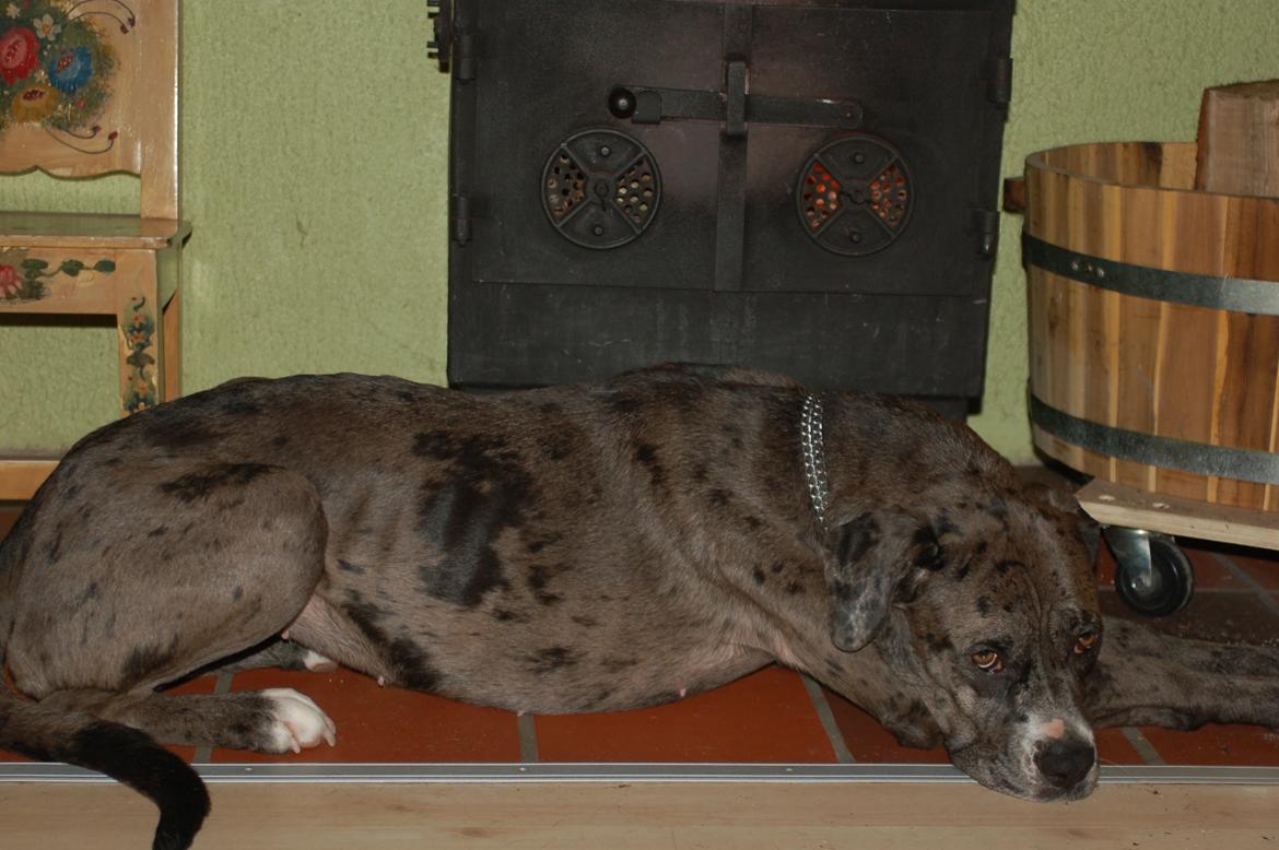 Blanding af racer  Stella billede 8