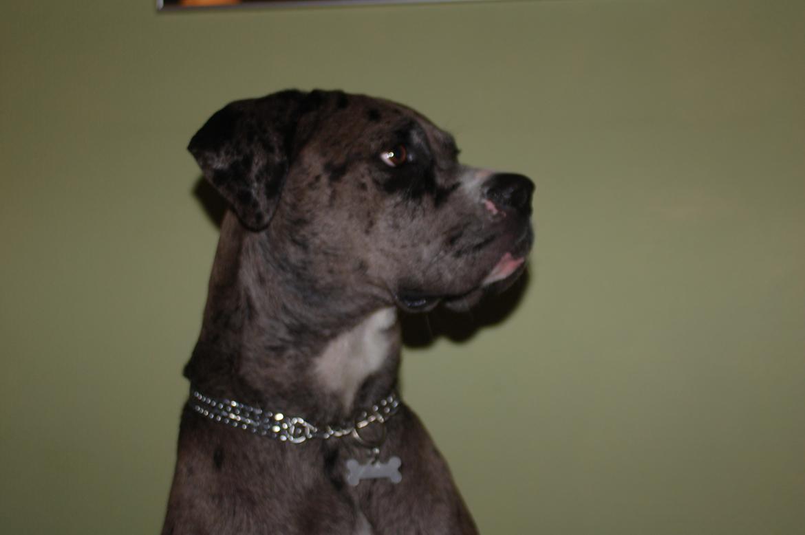 Blanding af racer  Stella billede 9