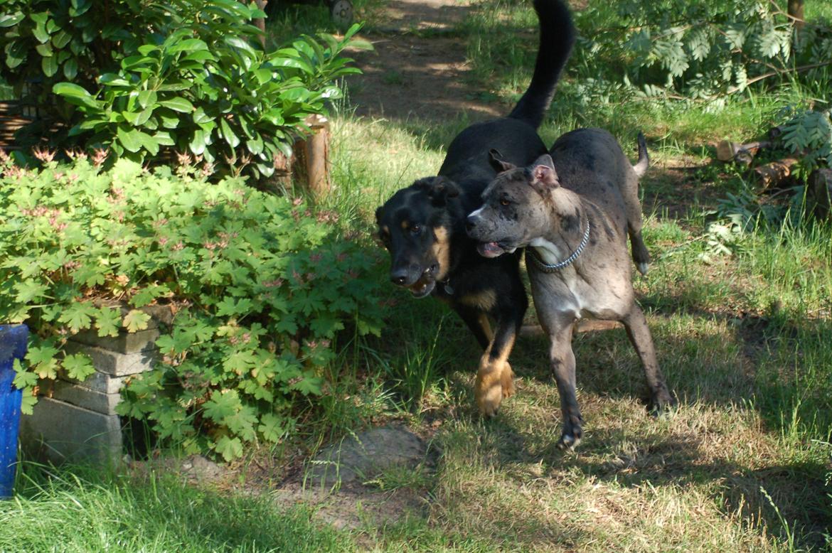 Blanding af racer  Stella billede 10