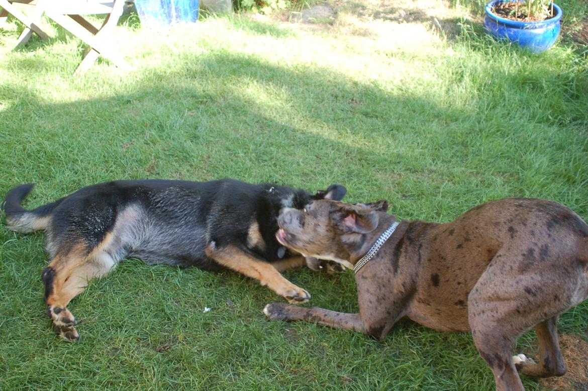 Blanding af racer  Stella - Stella og Kovo leger :D billede 11