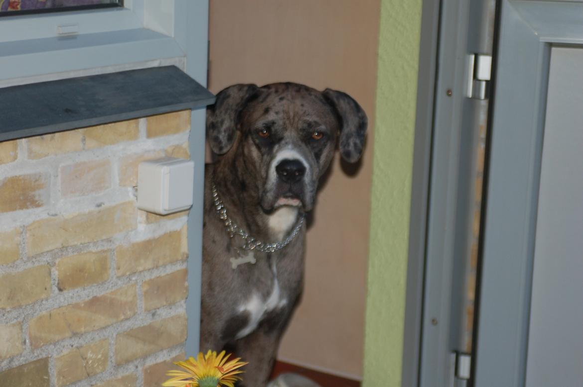 Blanding af racer  Stella - Når enden er god, er altid godt. billede 16