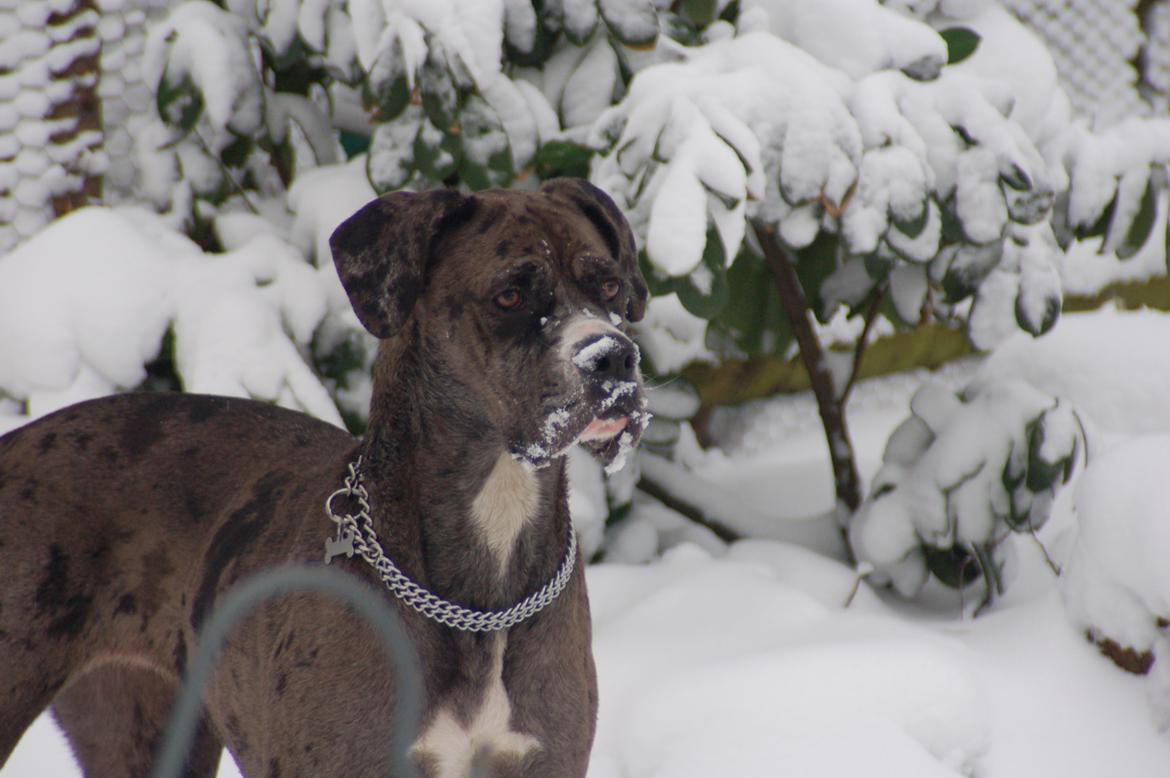 Blanding af racer  Stella - Glad for sne skat ;`? billede 13