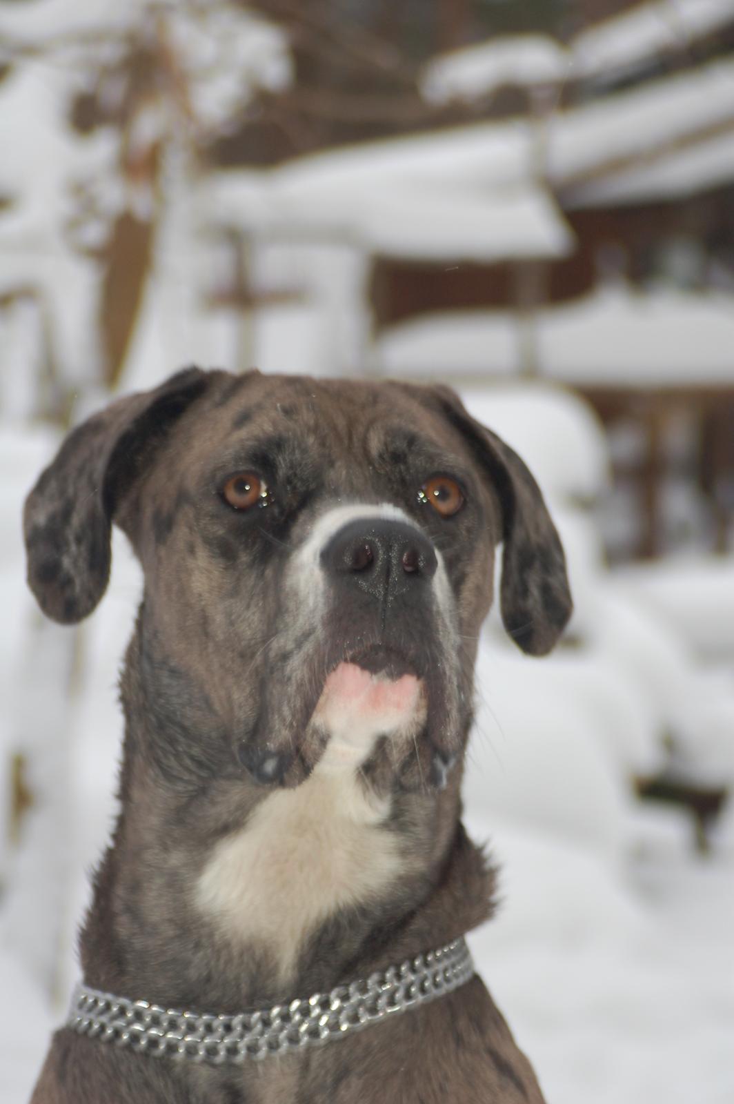 Blanding af racer  Stella billede 14