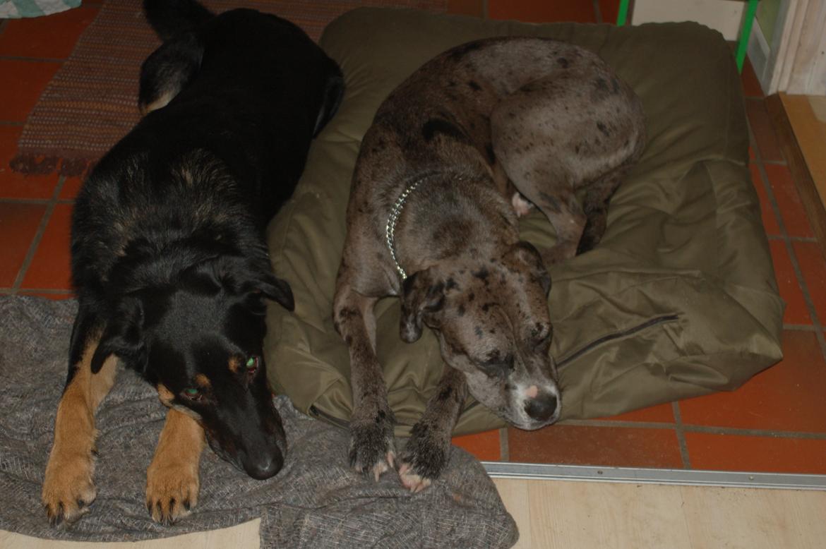 Blanding af racer  Stella billede 15