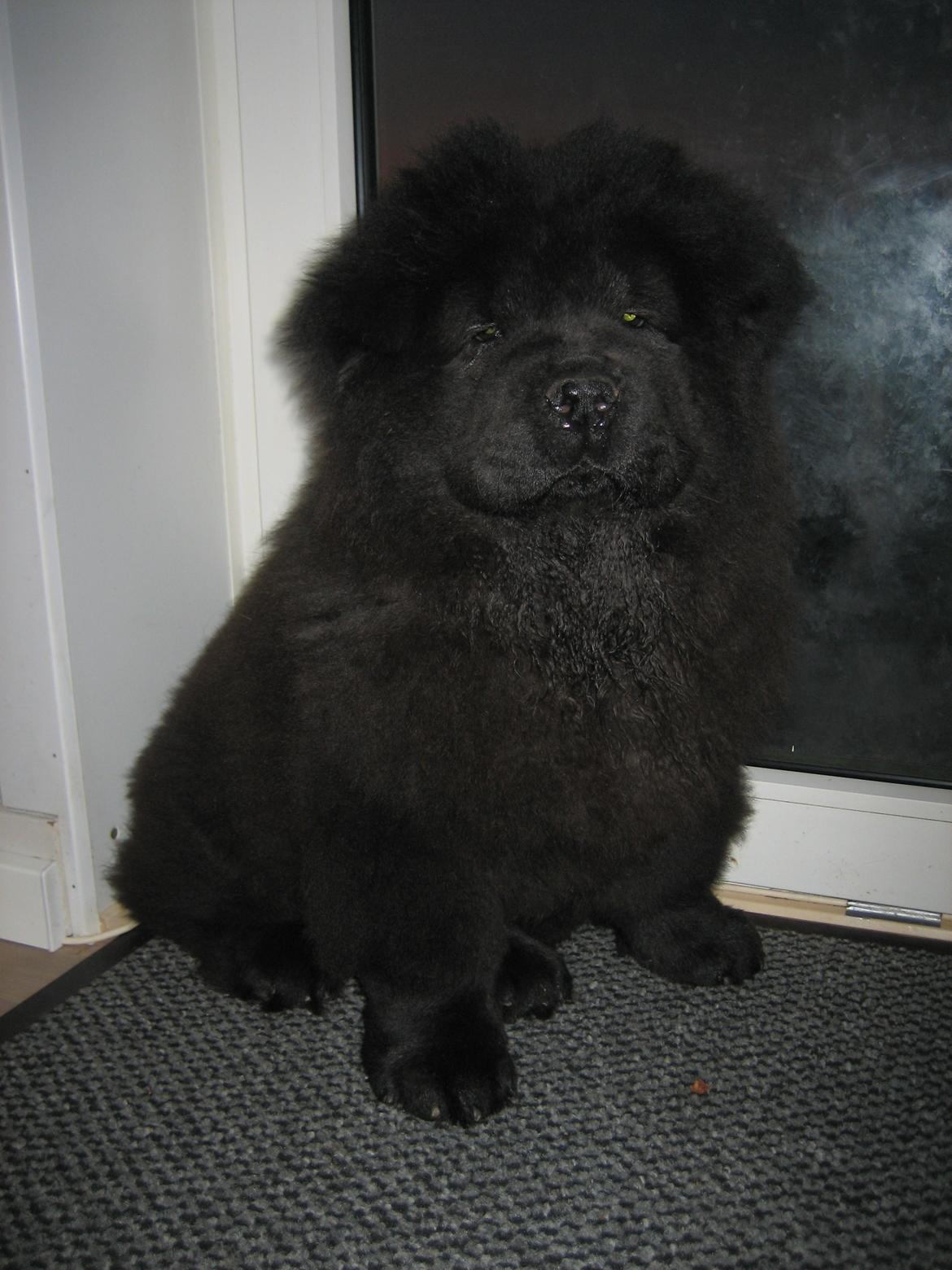 Chow chow Xiva billede 1