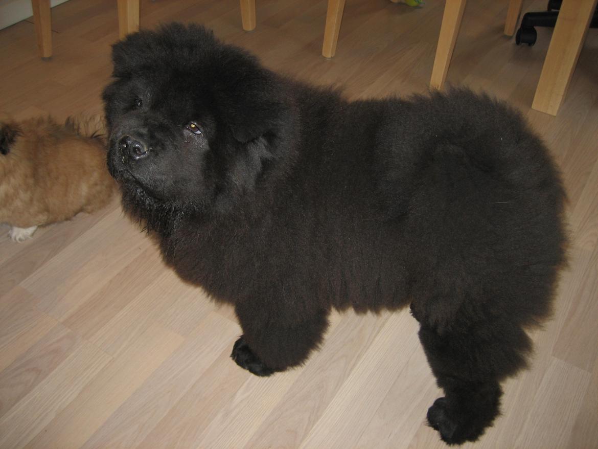 Chow chow Xiva billede 15