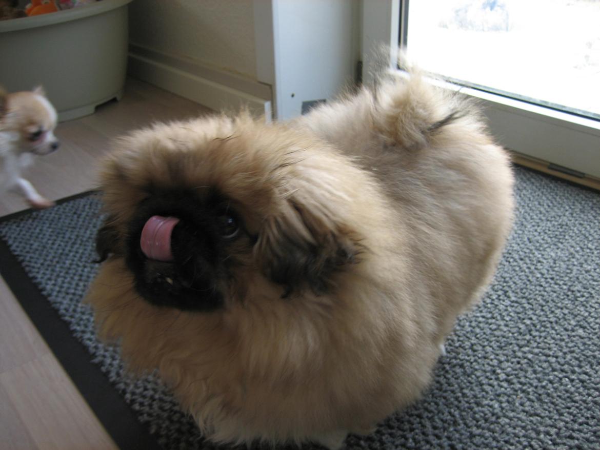 Pekingeser Novaki billede 19