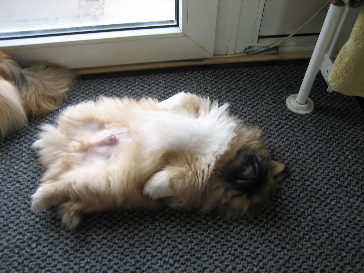 Pekingeser Novaki billede 14