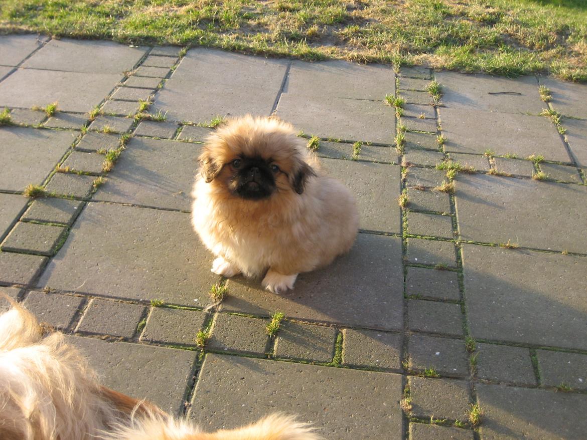 Pekingeser Novaki billede 15