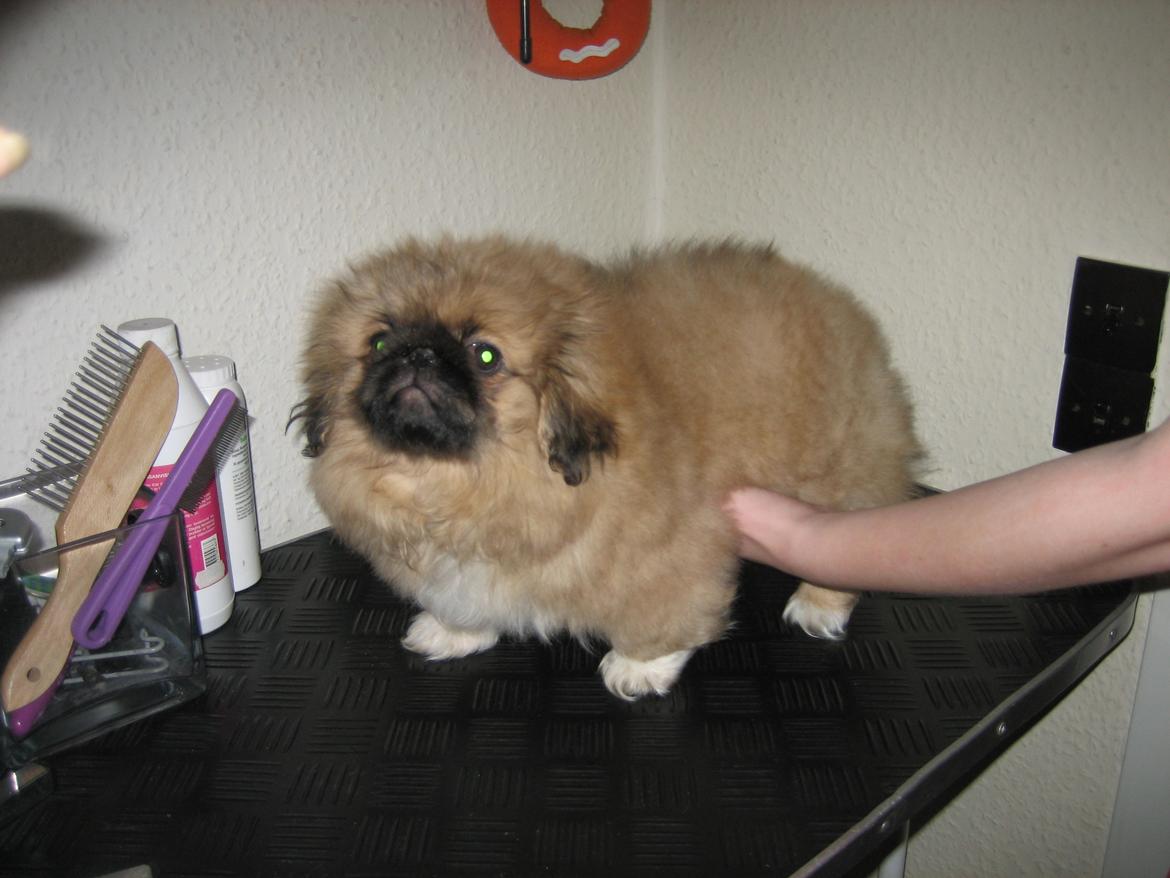 Pekingeser Novaki billede 16