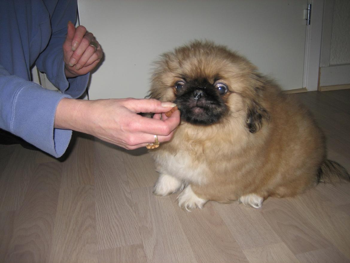 Pekingeser Novaki billede 17