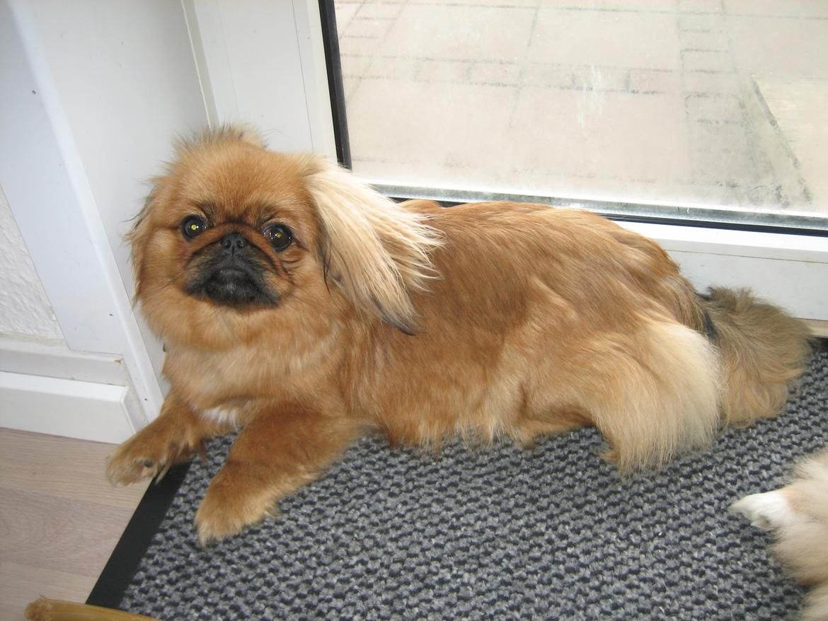 Pekingeser Soffi billede 15