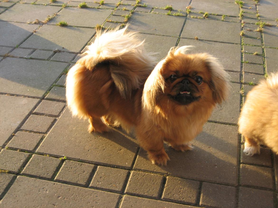 Pekingeser Soffi billede 1