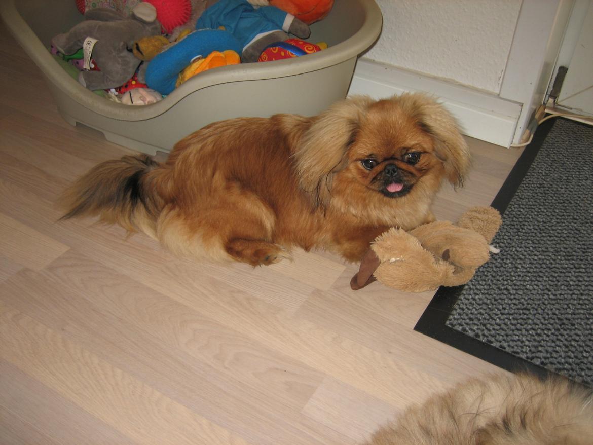 Pekingeser Soffi billede 16