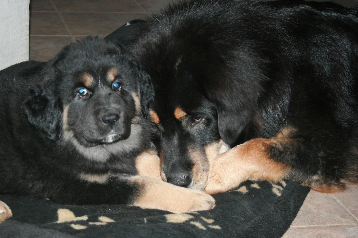 Tibetansk mastiff Saga - 2. dagen i mit nye hjem... Kan godt lide mine nye storesøstre! billede 12