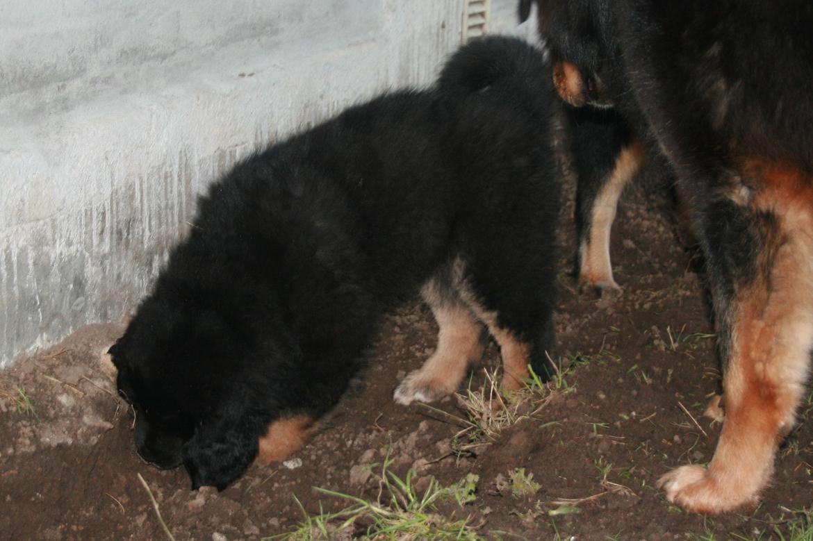 Tibetansk mastiff Saga - Rami fremviser sit hul... billede 13