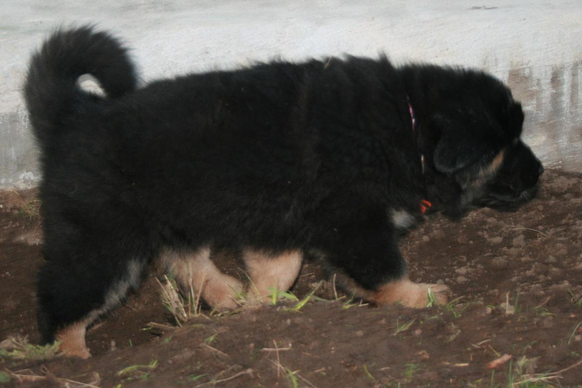 Tibetansk mastiff Saga billede 14