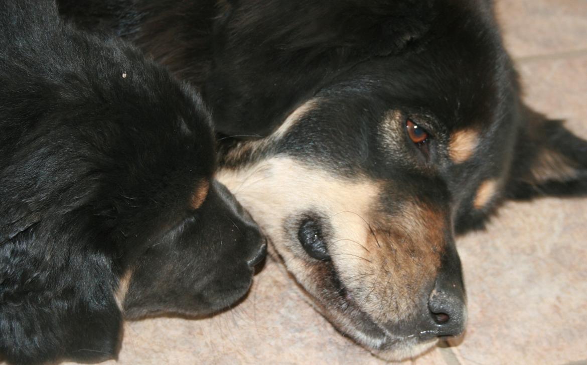 Tibetansk mastiff Saga - Hygge-sover lige.. billede 17