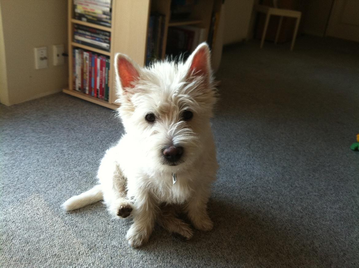 West highland white terrier Bastian - 6 mdr. og nyklippet (for første gang!) :) billede 1