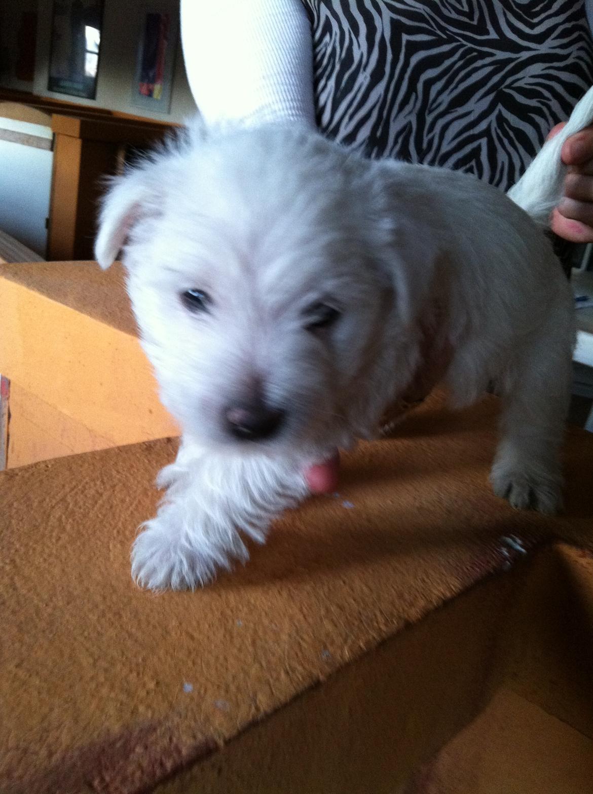 West highland white terrier Bastian - 5 uger gammel... billede 2