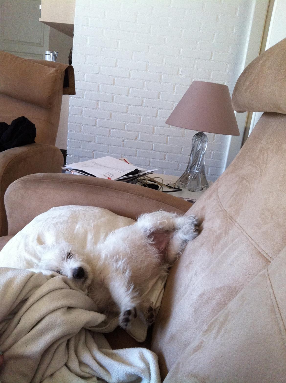 West highland white terrier Bastian billede 3