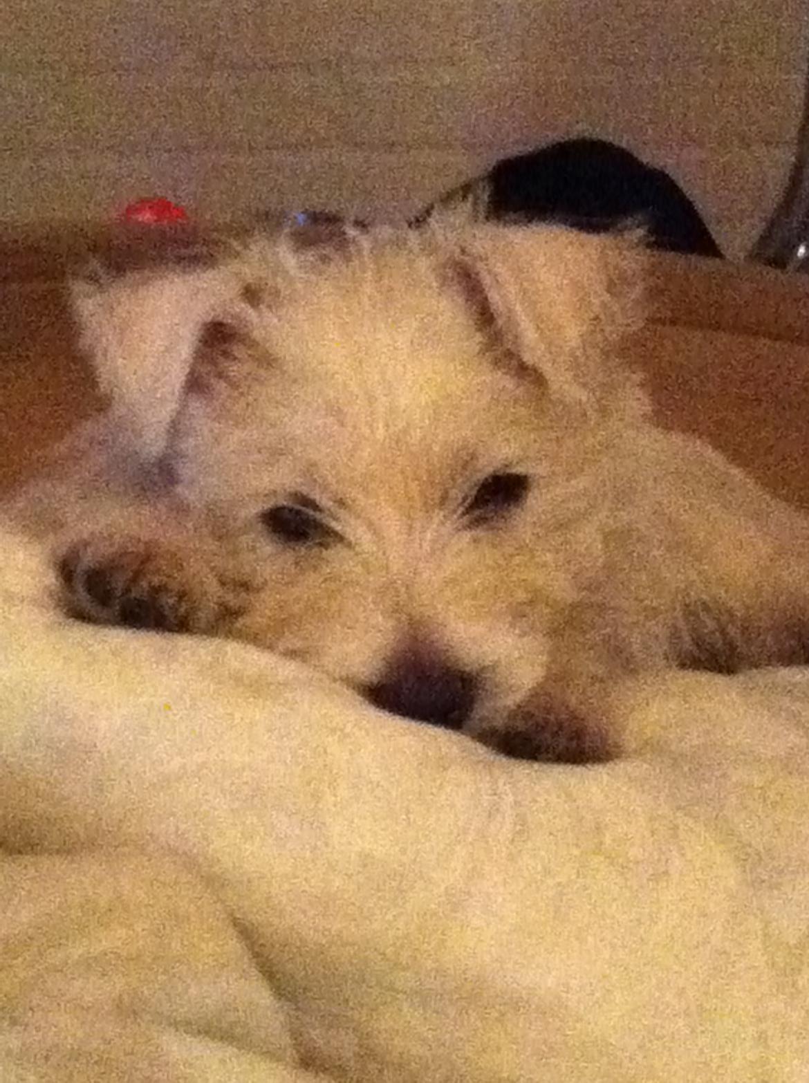 West highland white terrier Bastian billede 4
