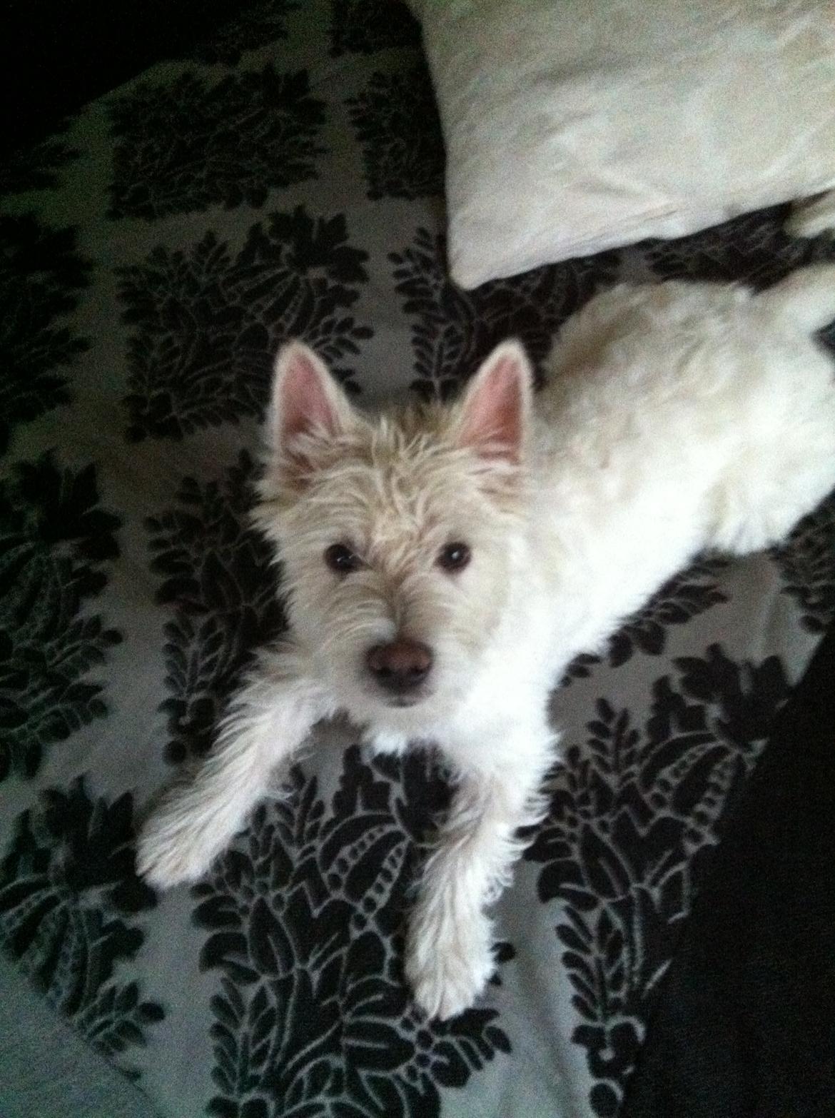 West highland white terrier Bastian - 7 mdr. og fotomodel ;) billede 10