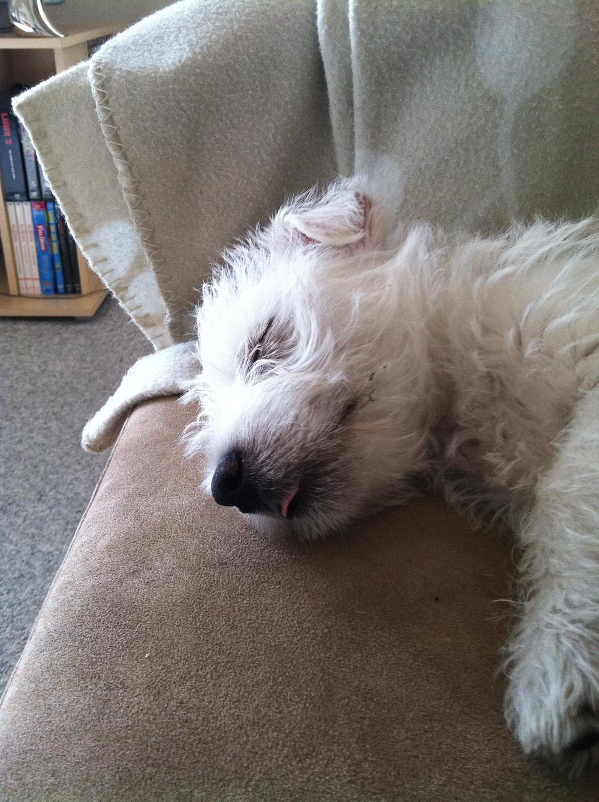 West highland white terrier Bastian billede 5