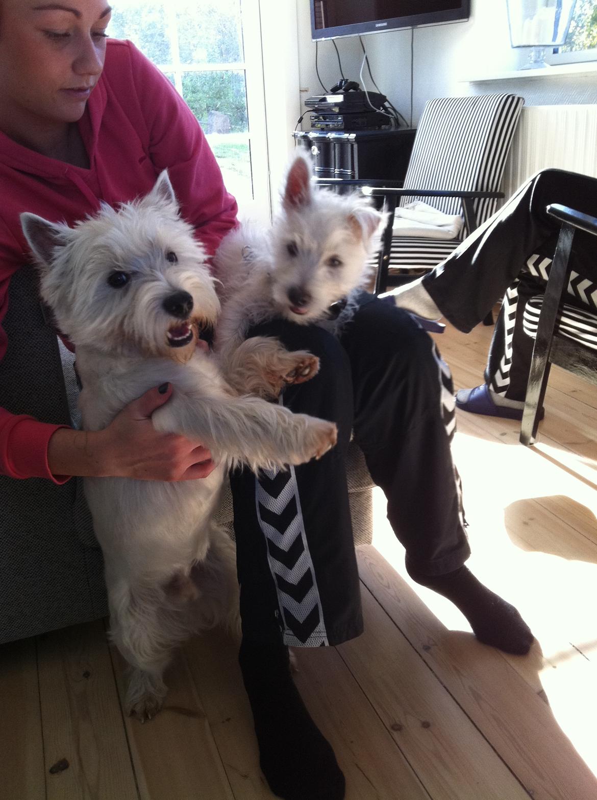 West highland white terrier Bastian - Bastian på skødet og hans bedste ven Terkel ved siden af... billede 6