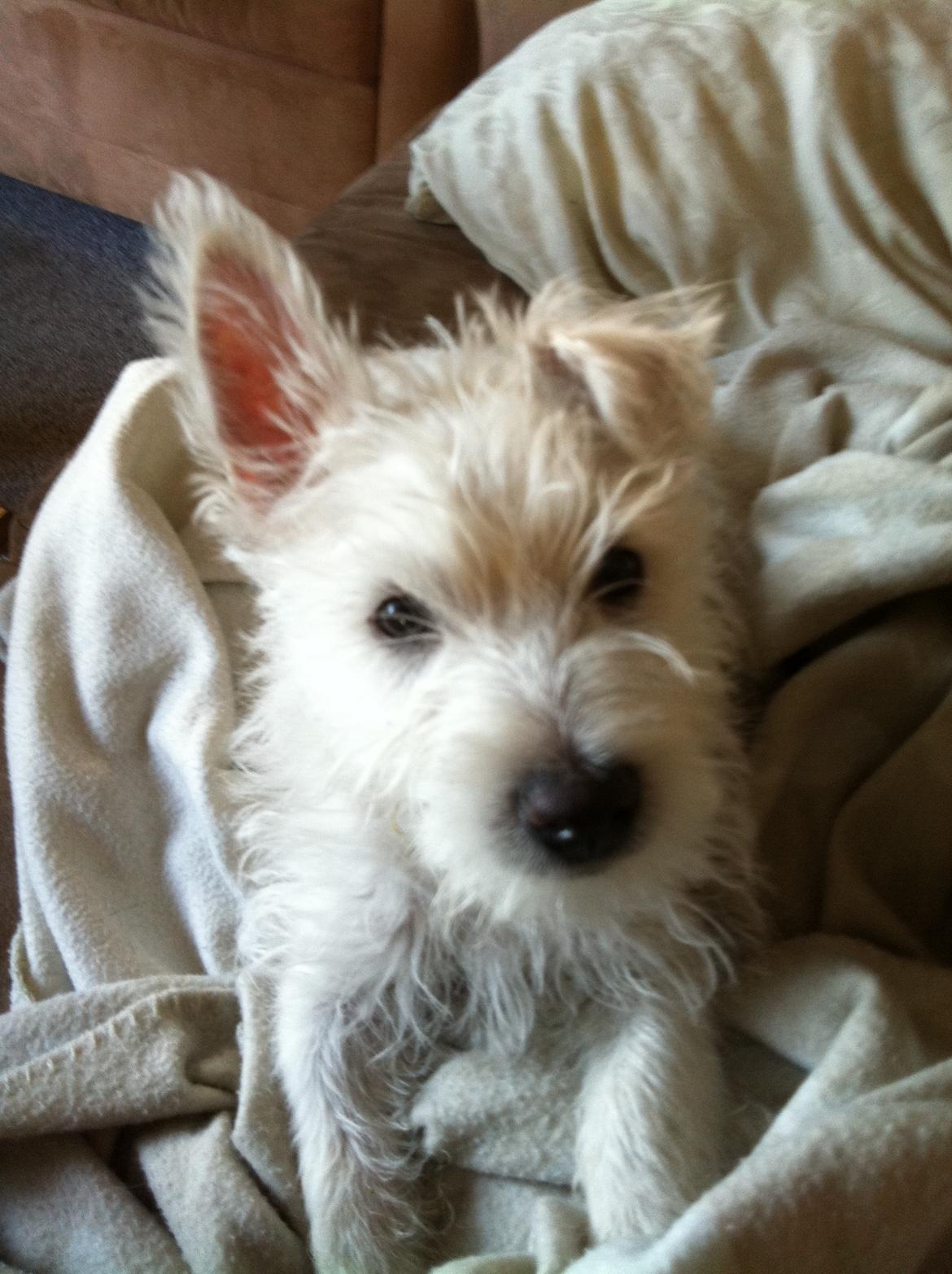 West highland white terrier Bastian - Da det ene øre lod vente på sig... billede 7