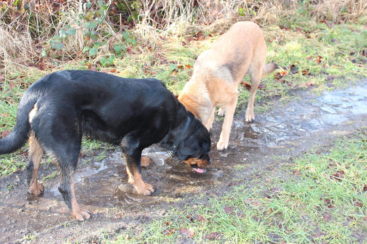 Rottweiler bell billede 13