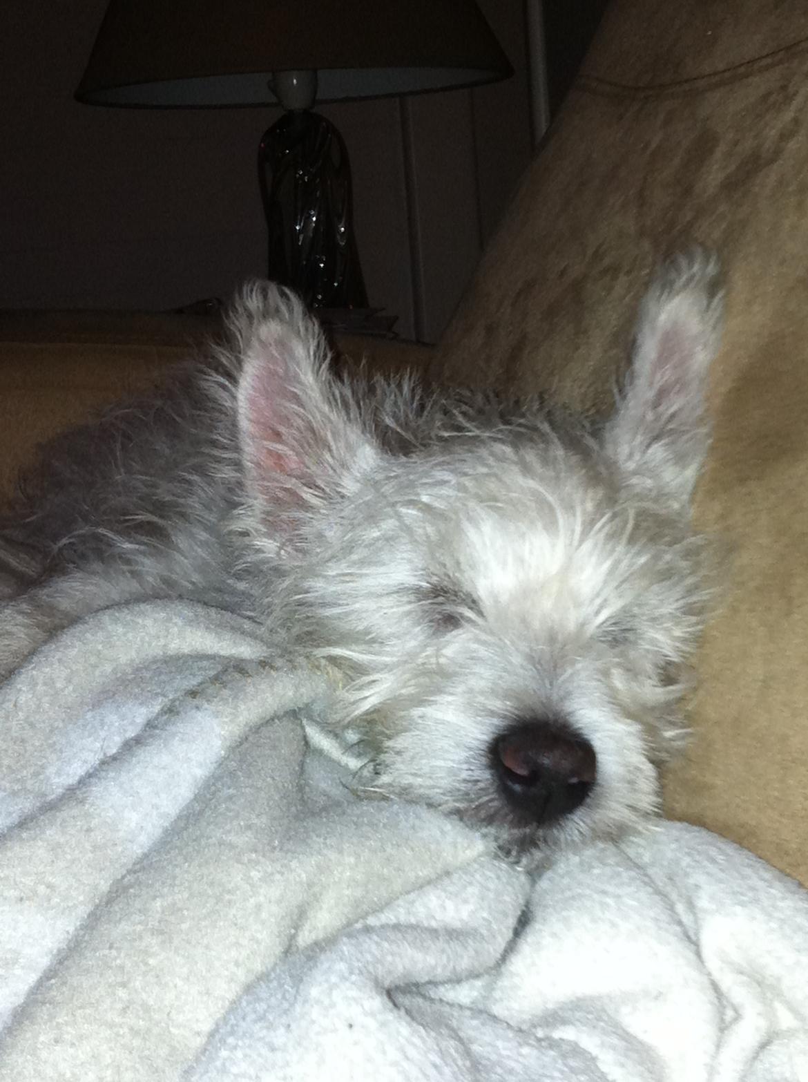 West highland white terrier Bastian billede 8