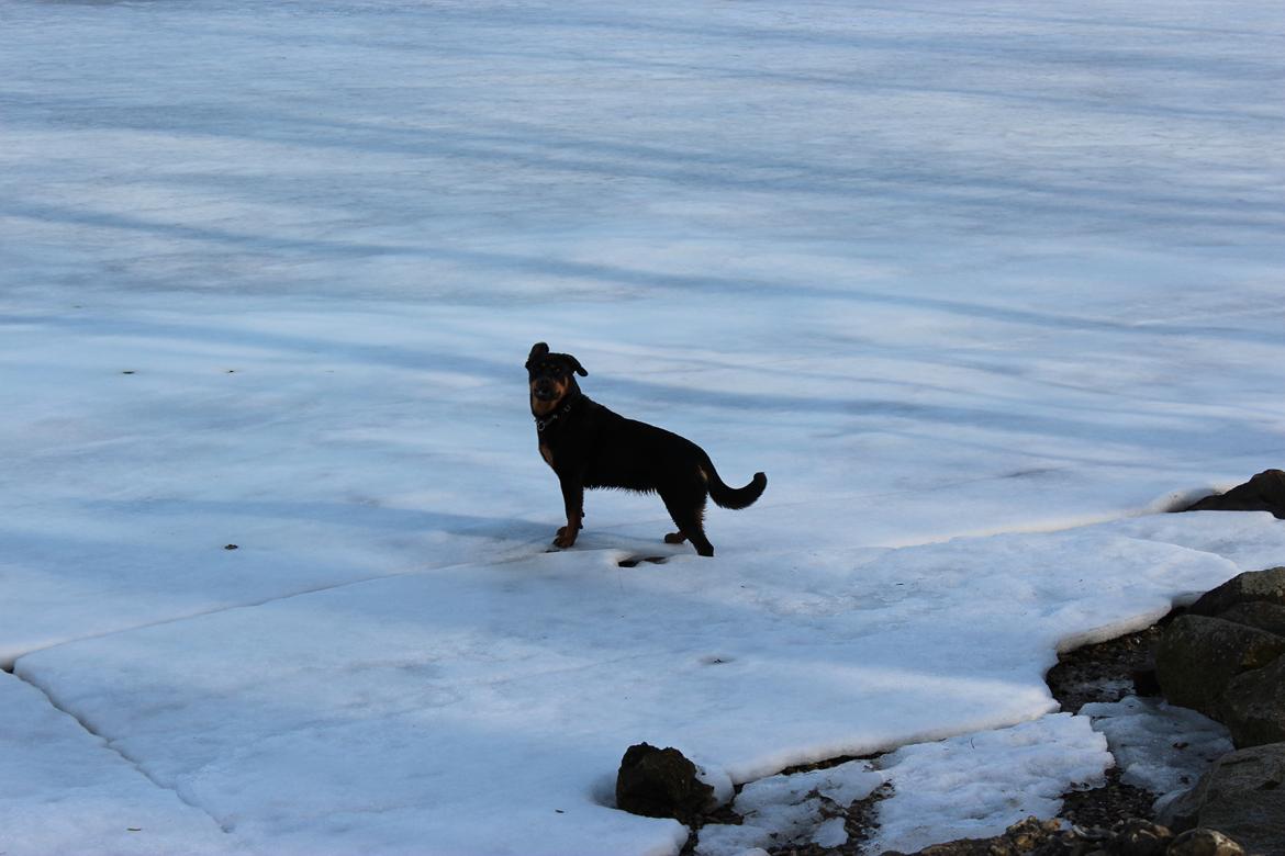 Rottweiler bell billede 14