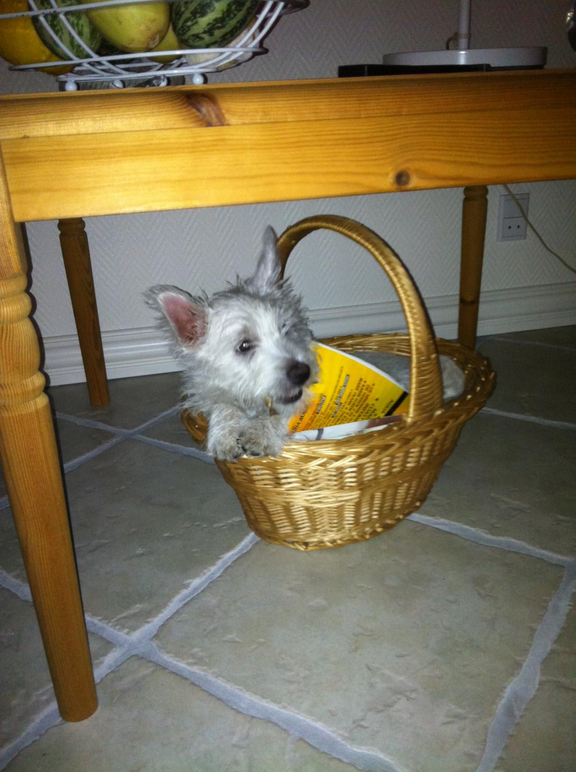West highland white terrier Bastian - Her ku jeg da lige ligge :o) billede 9