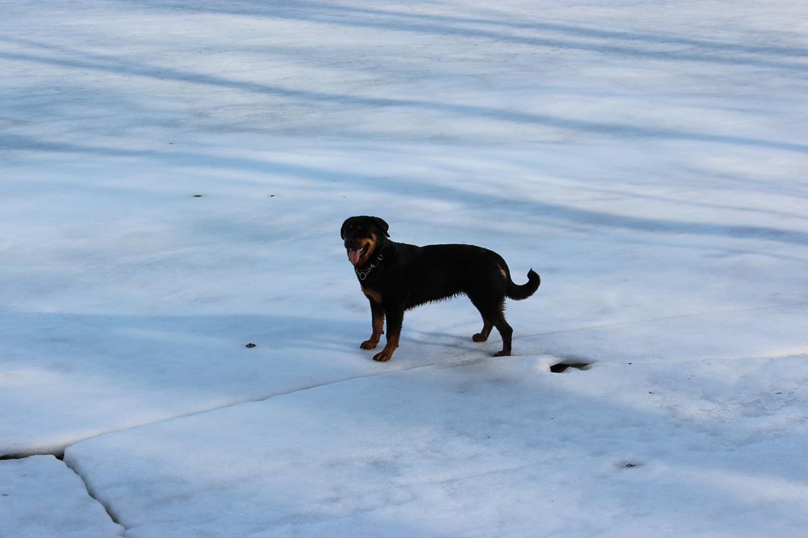 Rottweiler bell billede 15