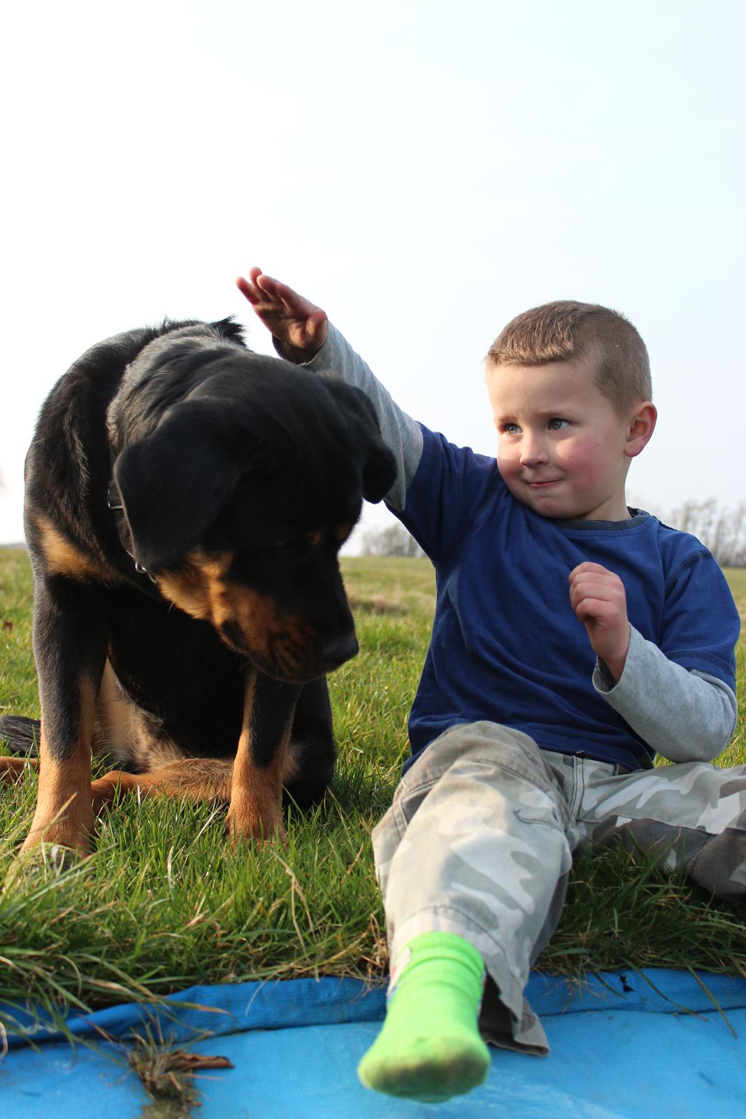 Rottweiler bell billede 16