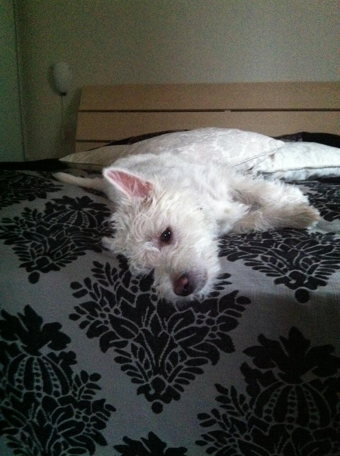 West highland white terrier Bastian billede 11