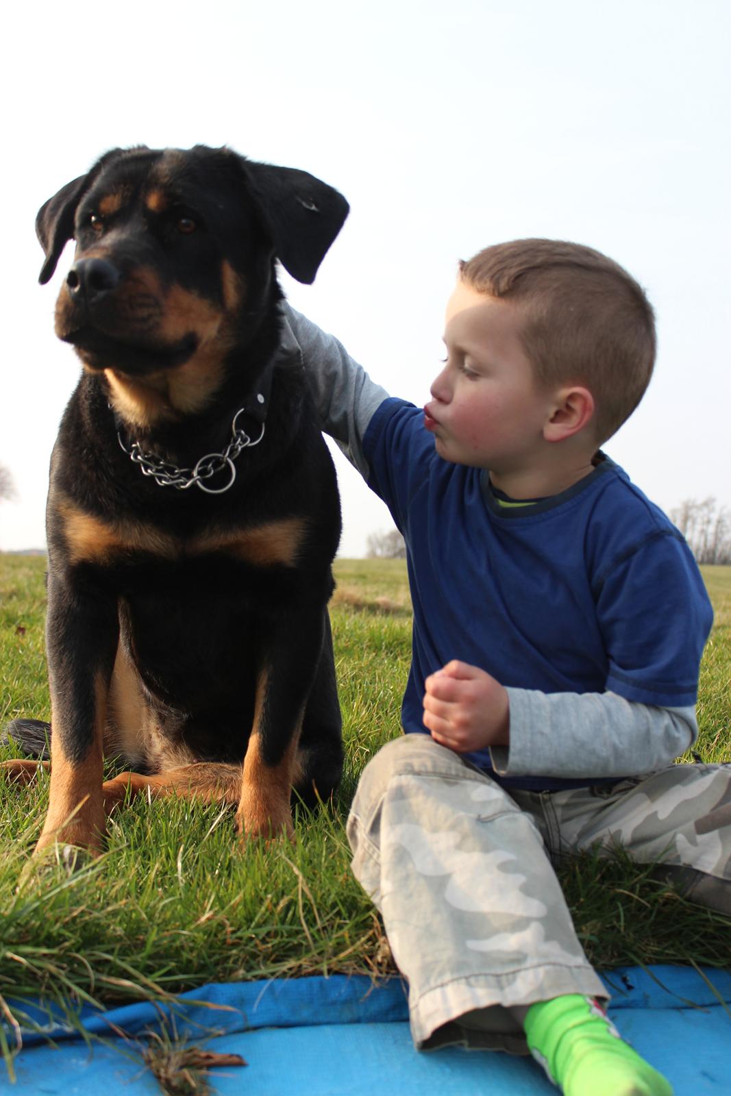 Rottweiler bell billede 17