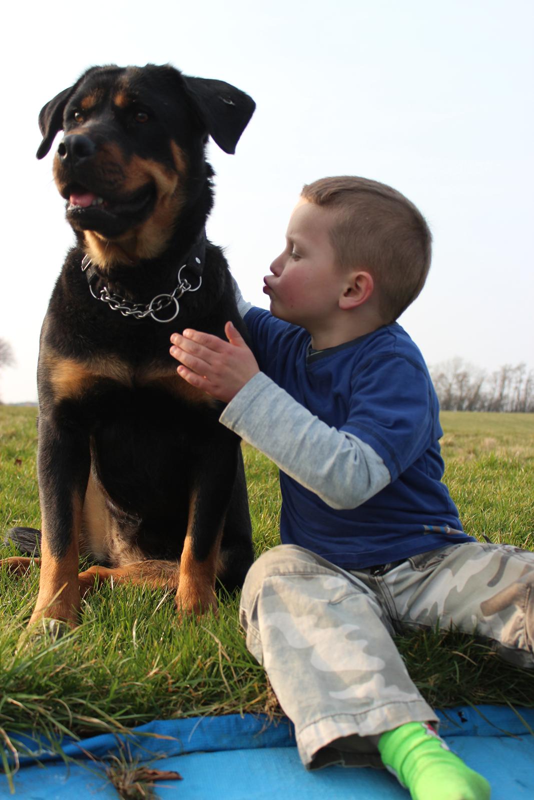 Rottweiler bell billede 18