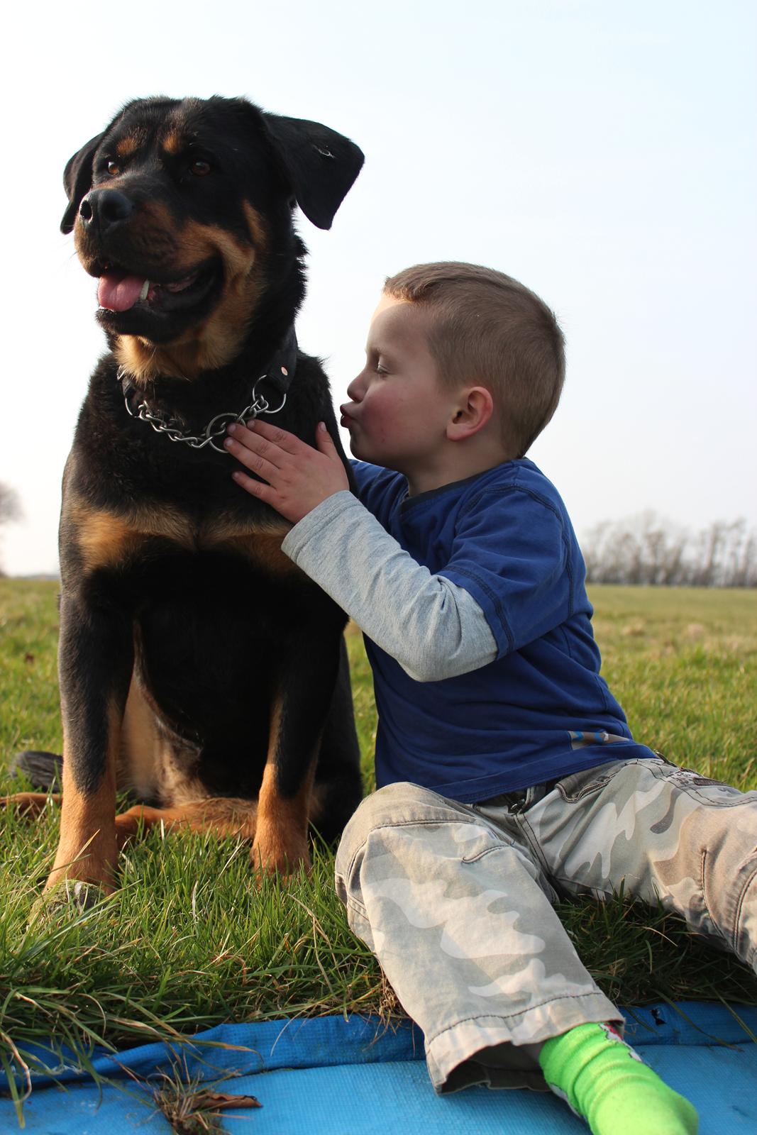 Rottweiler bell billede 19