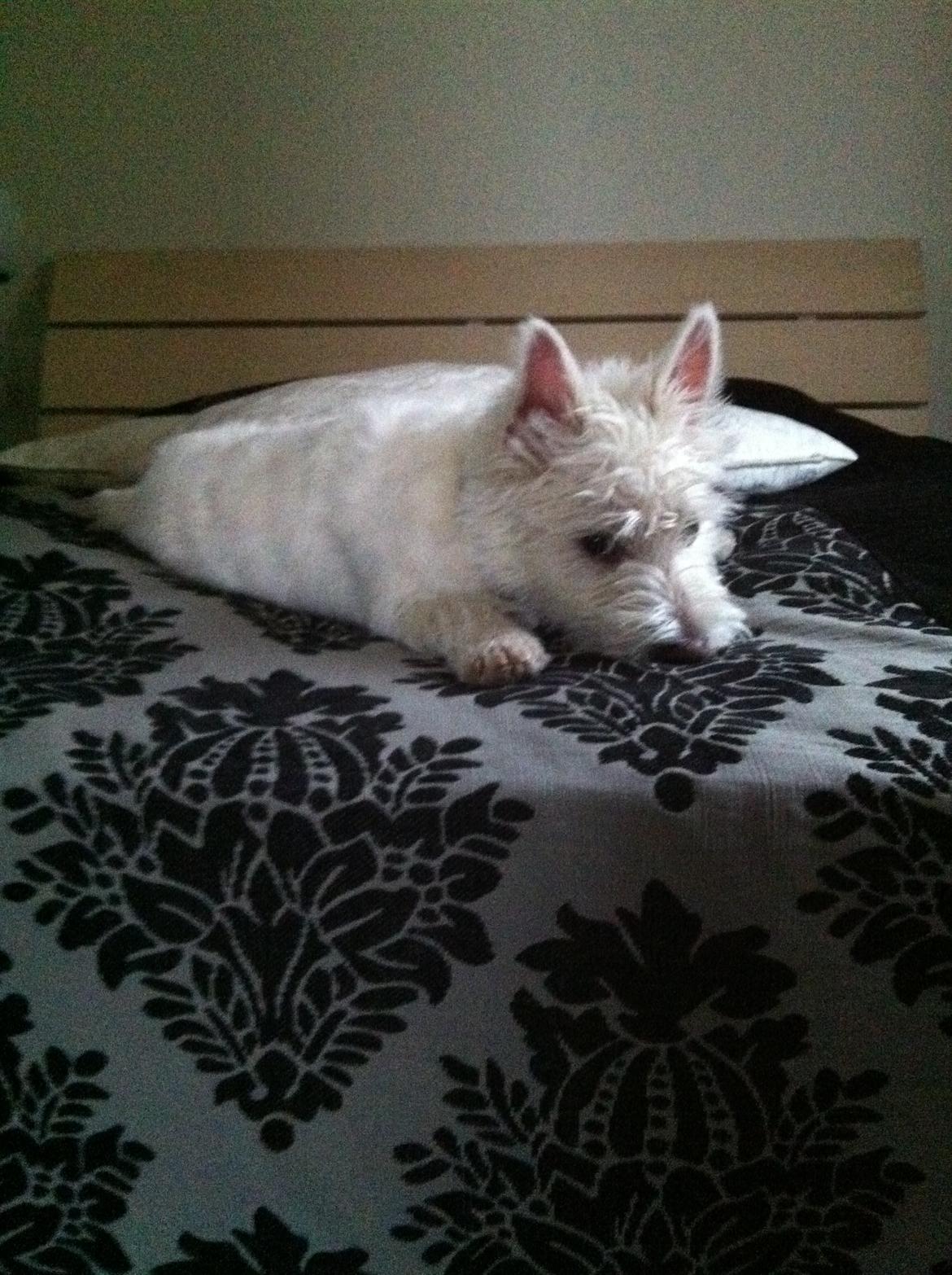 West highland white terrier Bastian billede 12